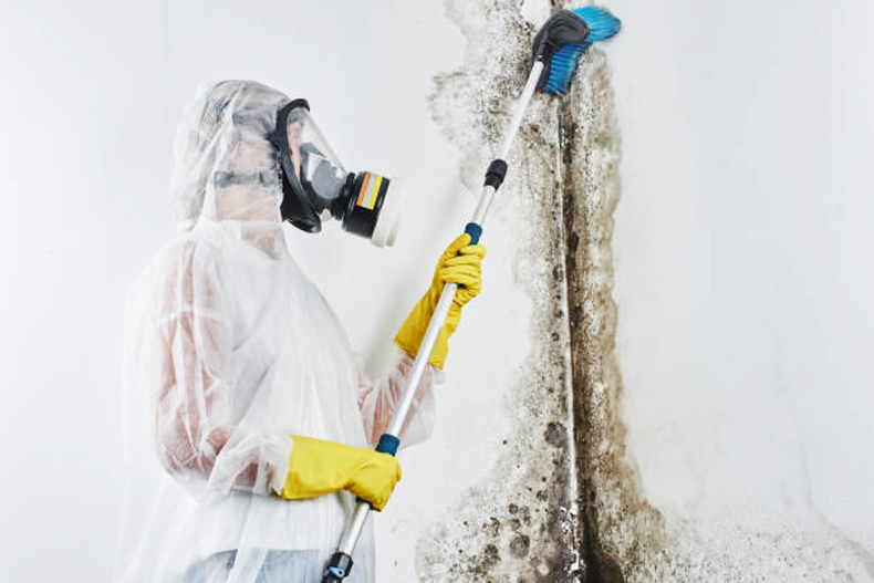 mold removal in canberra