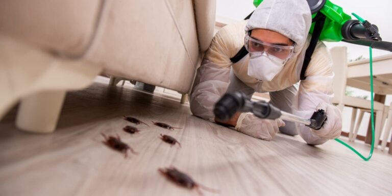 Why Pest Problems Increase During Summer Cleaning Season?